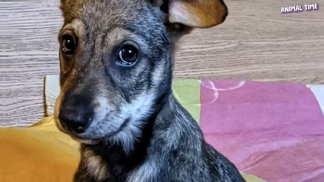 Разочарованные хозяева бросили маленького щенка на заправке.. смотреть онлайн