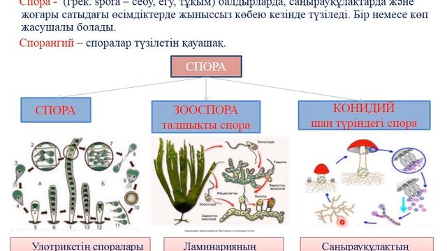 БИОЛОГИЯ 7 сынып Өсімдіктердің жынысты және жыныссыз көбеюі смотреть онлайн