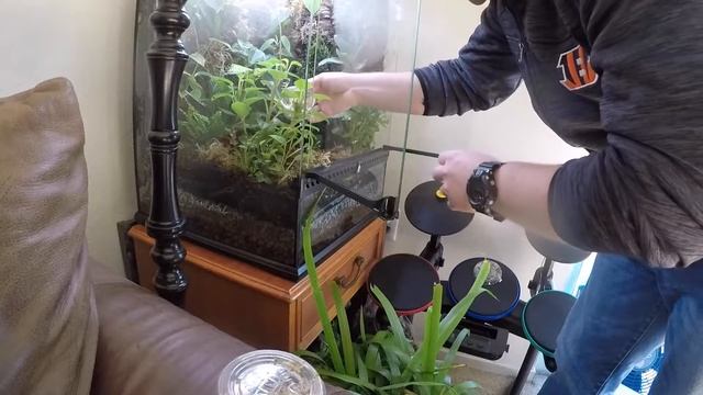 Josh's Frog's Blue Azureus Poison Dart Frog Unboxing смотреть онлайн