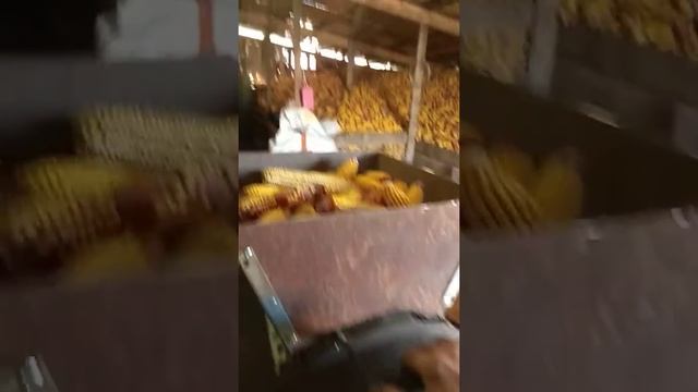 Лущилка для кукурузы из бочки смотреть онлайн