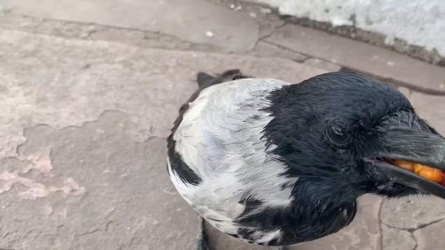 Ворона развесила уши и потеряла ягоду. Каркуша , серая ворона. смотреть онлайн