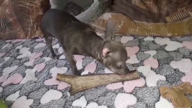 Олений рог для Чихуахуа смотреть онлайн