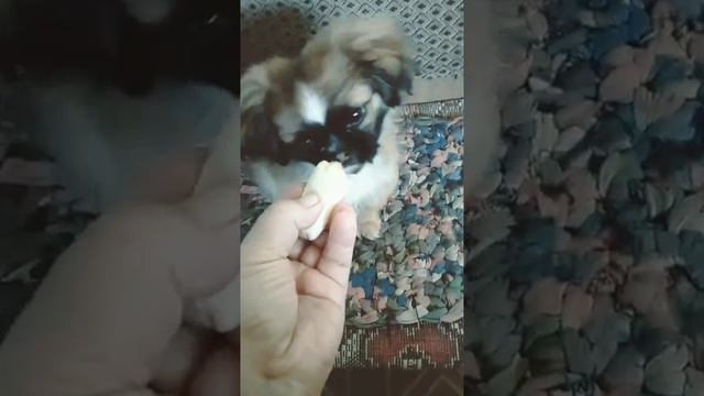 Пекинес///Матильда,любительница бананов))) смотреть онлайн