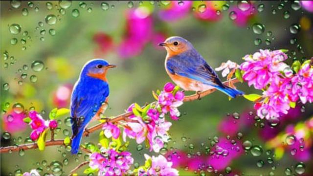 6-sinf. "Gushlar" qo'shig'i. Veli Ahmedov she'ri. Sh.Yormatov bolalar xori uchun moslashtirgan. смотреть онлайн