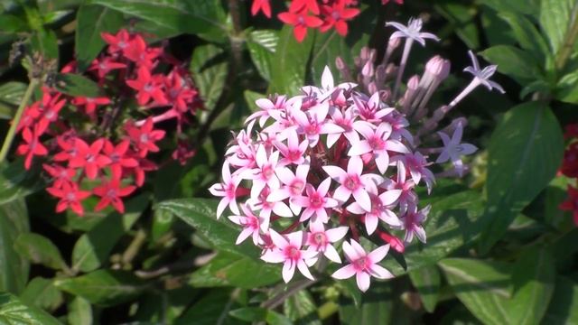 Pentas lanceolata Varieties смотреть онлайн