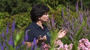 Флоксы в ландшафтном дизайне