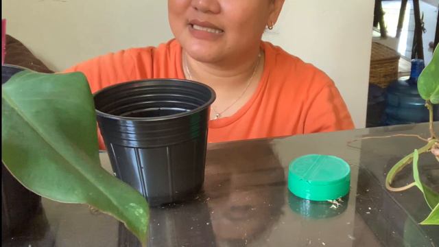 PHILODENDRON PROPAGATION (UNUSUAL METHOD!) + #PLANTYKINDNESSPROJECT смотреть онлайн