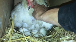 Можно ли под Курицу подложить Гусиные,Утиные и Индюшиные яйца ? Курица стала наседкой