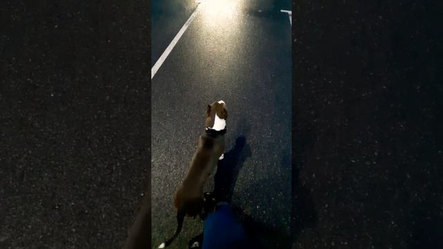 Амстафф 8 месяцев | устали от дождя | 🌧 | Amstaff 8 months смотреть онлайн