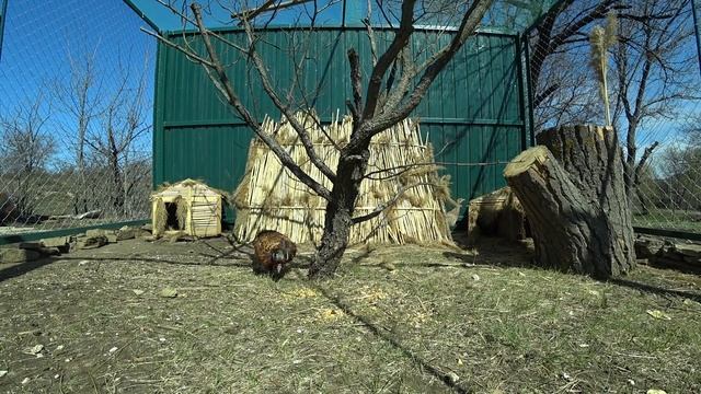 Отличный вольер для фазанов, разведение фазанов дома, мечта детства сбылась! ЧАСТЬ 3 смотреть онлайн