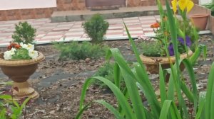 Как сажать бегонию в открытый грунт