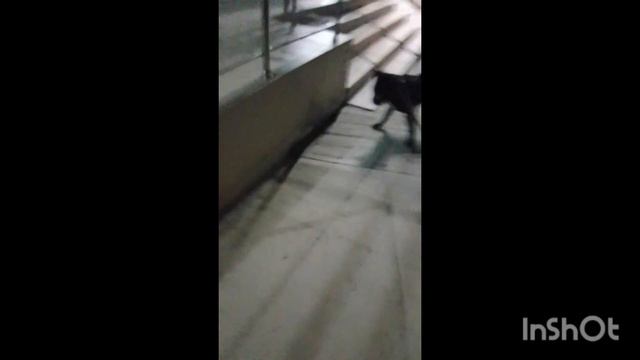 Тина Тёрнер. видео моих животных под красивую музыку. #мейнкуны #pitbull #кот смотреть онлайн