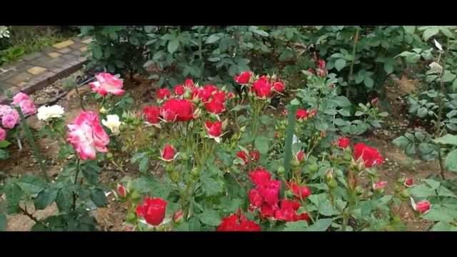 Троянда Песлей Еббі /  Paisley Abbey