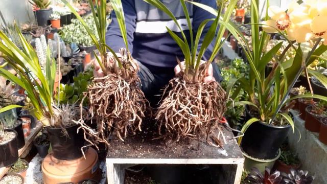 How to Propagate and Take Care of Cymbidium Orchids смотреть онлайн