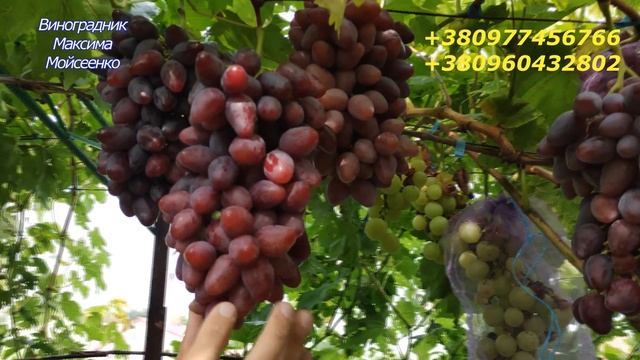 Казанова смотреть онлайн