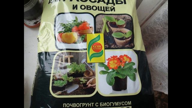 КОСМЕЯ С ШОКОЛАДНЫМ ЗАПАХОМ//посев,выращивание,уход смотреть онлайн