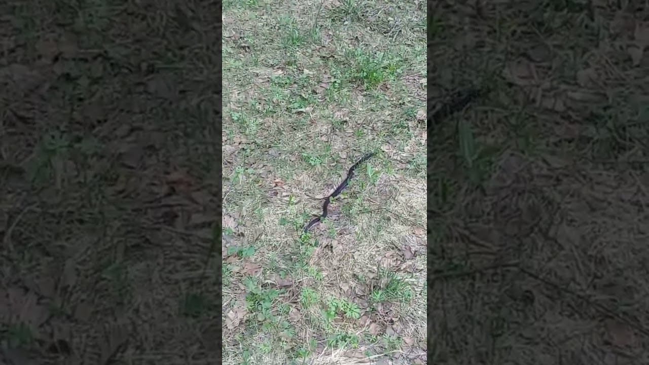 гака. net смотреть онлайн