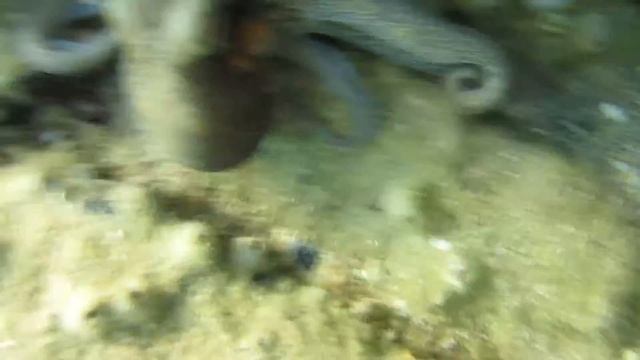 Mediterranean Octopus (recorded in HD with Canon SX230 and underwater housing WP-DC42) смотреть онлайн