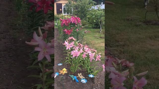 #лилиинагрядке #двухметровыелилии #большие лилии #подмосковье #снтцентроспецстроевец #дача смотреть онлайн