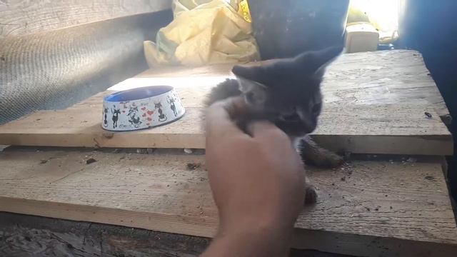 Найдёныш прижился. смотреть онлайн