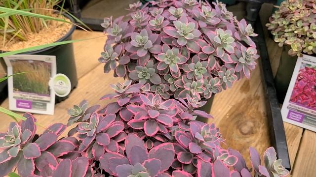 Sedum Sunsparkler® 'Dream Dazzler' (Stonecrop) // GORGEOUS, YEAR ROUND, EASY CARE COLOR смотреть онлайн