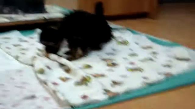 Щенки Йорки смотреть онлайн