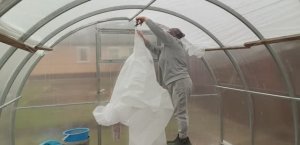 Конденсат в поликарбонатной теплице