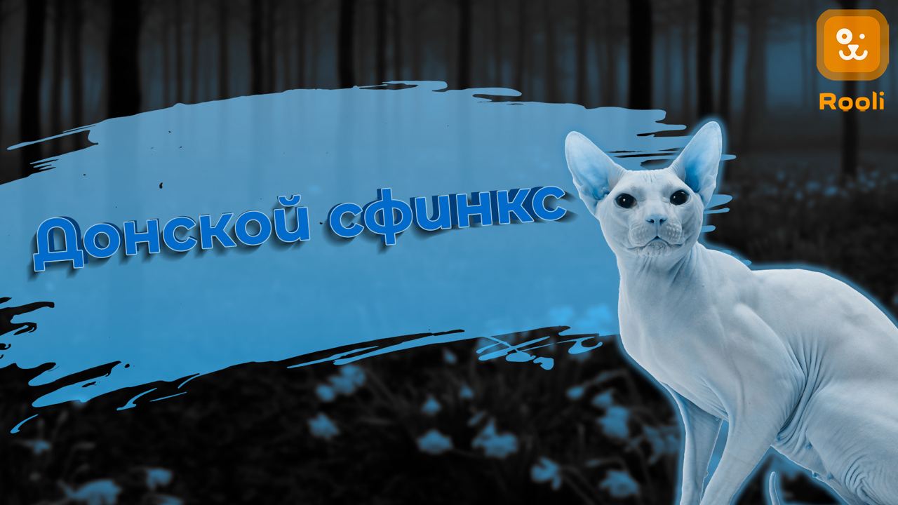 Донской сфинкс смотреть онлайн