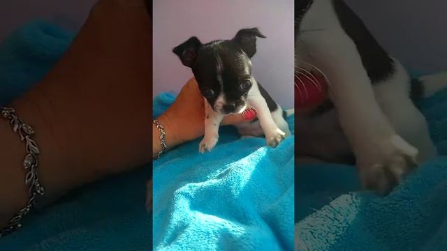 Очарование Любимка Ясна, чихуахуа щенок смотреть онлайн