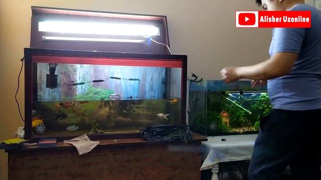 Akvarium tozalash jarayoni | Процесс очистки аквариума смотреть онлайн