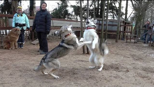Коррекция агрессии маламута при помощи влчака и тибета.