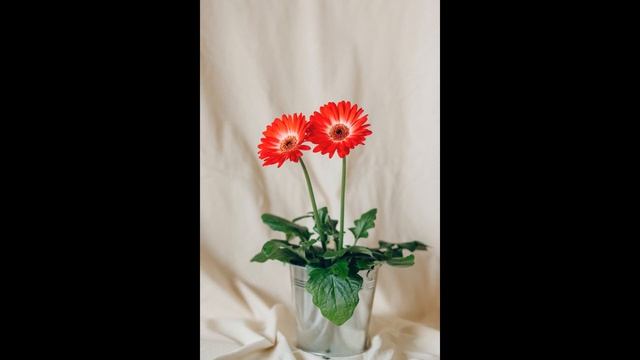 Душевная музыка