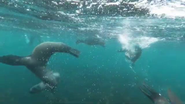 Selkie Lyric Video смотреть онлайн