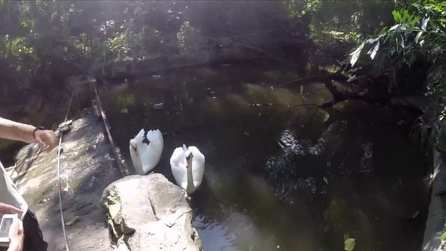 Зоопарк Чианг Мая. И как мы кормили Жирафов:) смотреть онлайн