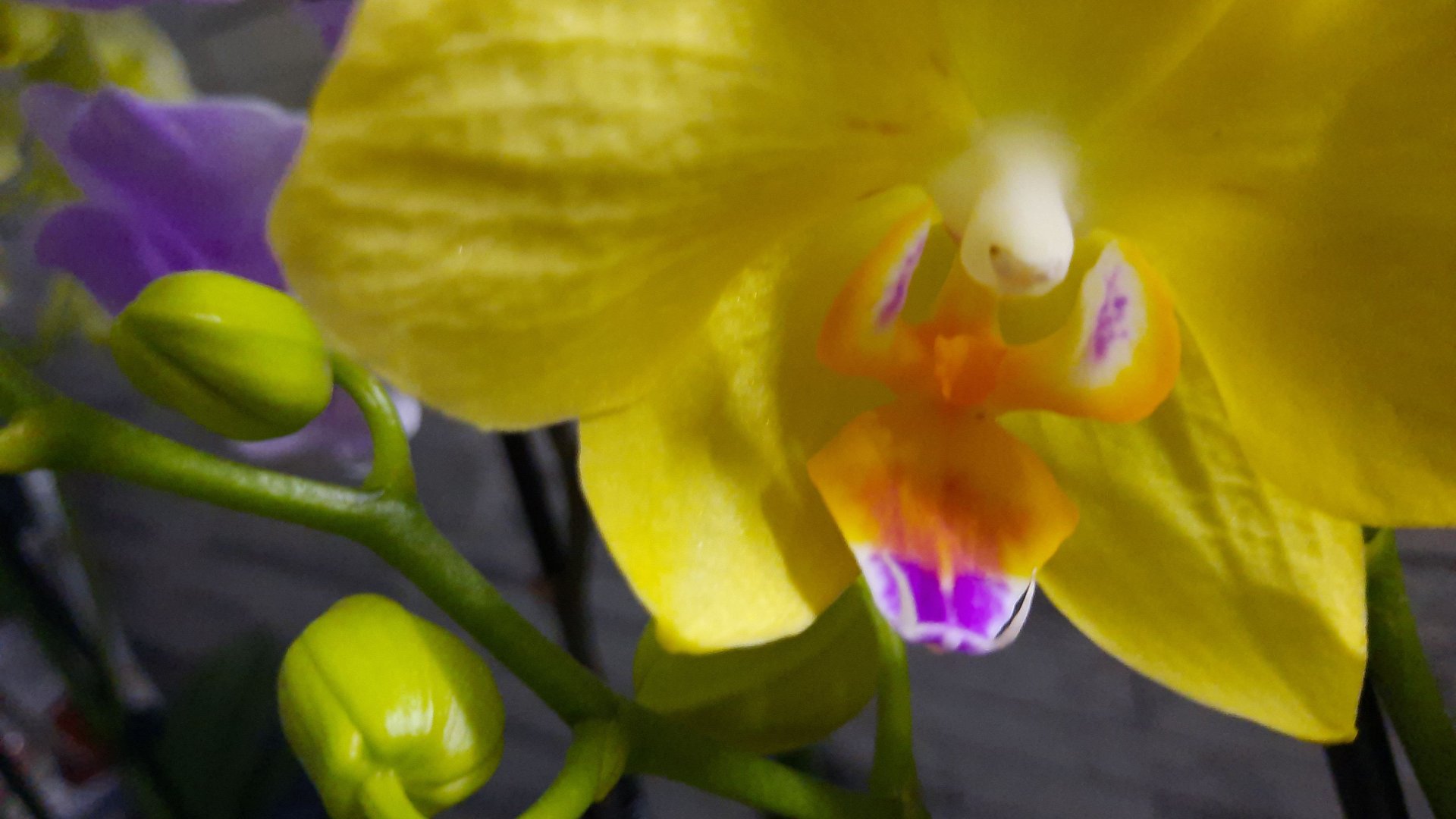 ПОКУПКА БИГ ЛИПОВ //11.05.24// смотреть онлайн