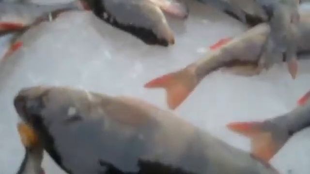 Зимняя рыбалка!!! Winter Fishing!!!