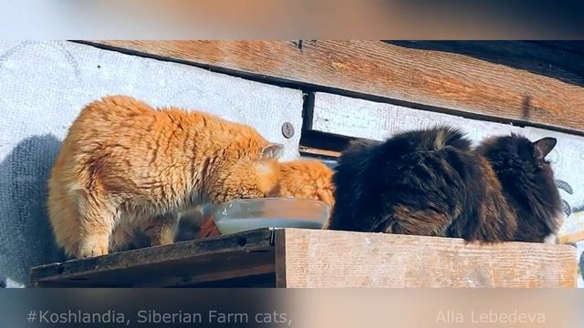 #Koshlandia Siberian Farm cats drink MILK Кошки пьют МОЛОКО смотреть онлайн