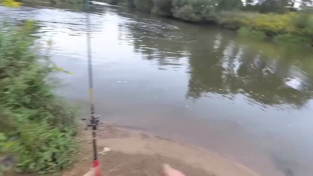 Ловля сома в черте города на реке Свислочь + фидер. Рыбалка в Беларуси. смотреть онлайн