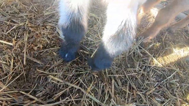 Farm Animals and One Grumpy Llama смотреть онлайн