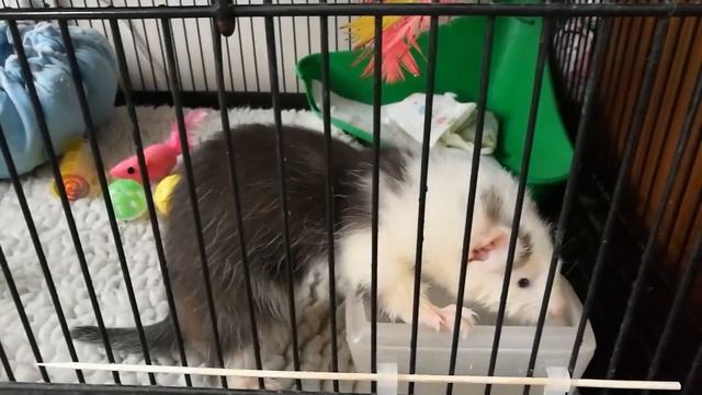 Getting my first Angora Ferret - Darwin's first day смотреть онлайн