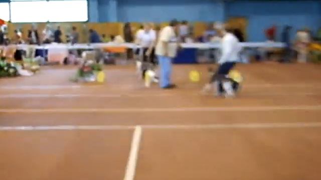 Моно уиппет Екб 20.07.2007 смотреть онлайн