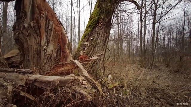 Becoming a Witch: Meeting Nature Spirits [Earth Magic] смотреть онлайн