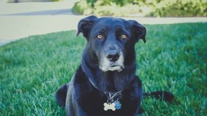 Вой собаки (Звук в высоком качестве) | (4 Секунды)