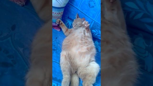Беременная кошка. За час до родов. смотреть онлайн