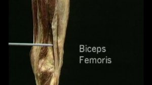 ТАЗ и НИЖНЯЯ КОНЕЧНОСТЬ| Атлас анатомии Акланда Фильм 2