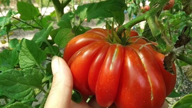 №35 "Японский краб". Сорта помидоров. Выращивание помидоров. Огород. Сад. Томаты. смотреть онлайн