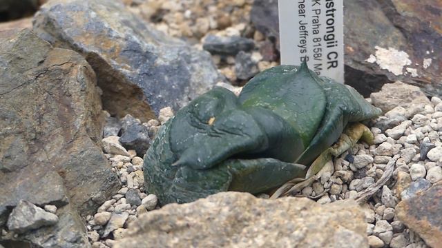 Gasteria Nitida Var. Armstrongii (Schönland) Van Jaarsv.