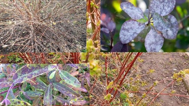 Иллюстрации и Комиксы