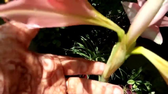 376 - Amaryllis Lily/ Belladonna Lily flowers in full bloom (Hindi /Urdu) 26/4/17 смотреть онлайн