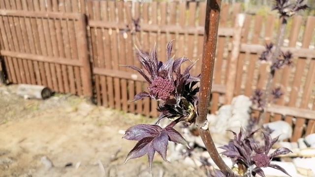 Зашиваем цоколь дома. Золотая вода. Садим на зелень. смотреть онлайн